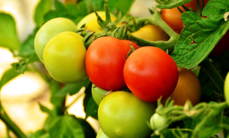 Aumentar a produtividade e qualidade do tomate com os microrganismos do solo