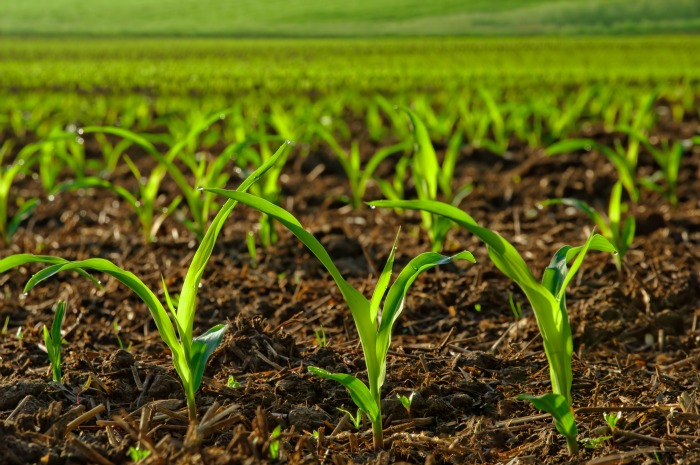 fertilizantes, Cimeira Nacional de Agricultura 2018 chega a 29 de Outubro