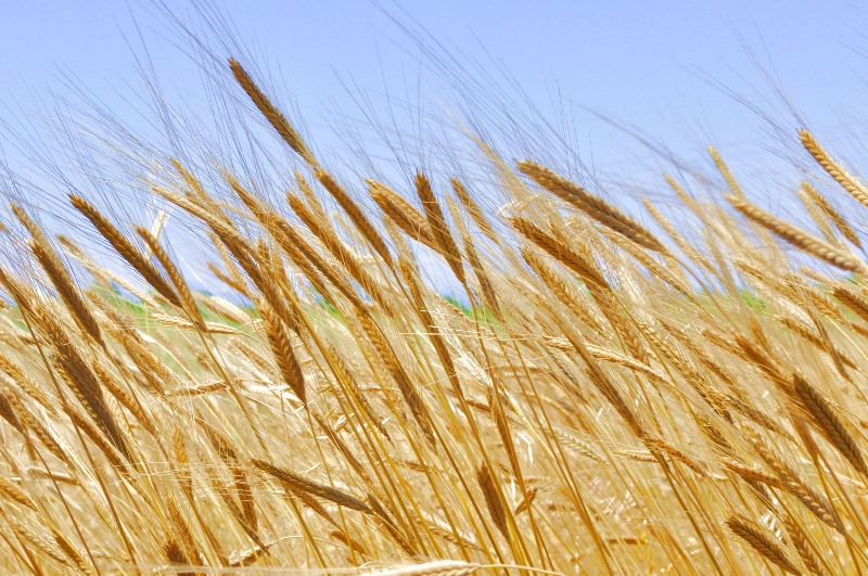 fertilizantes, Executivo quer implementar estratégia nacional para promover produção cerealífera