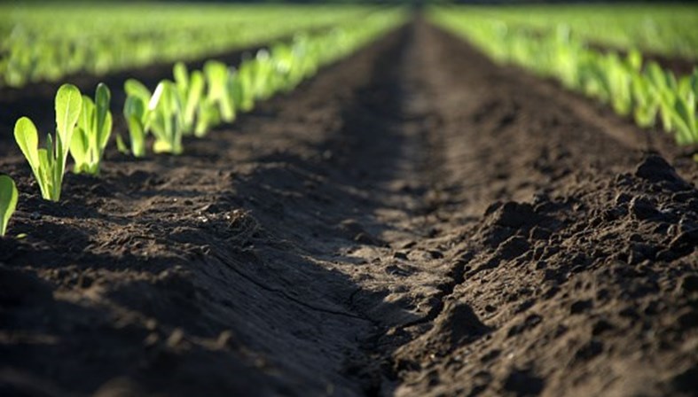 fertilizantes, UE proíbe práticas comerciais nocivas para os agricultores