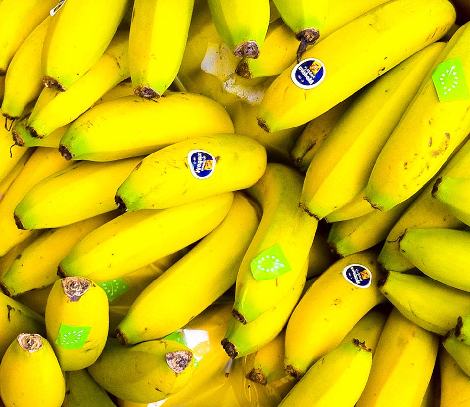 fertilizantes, Crédito Agrícola associa-se à GESBA na proteção da produção de banana