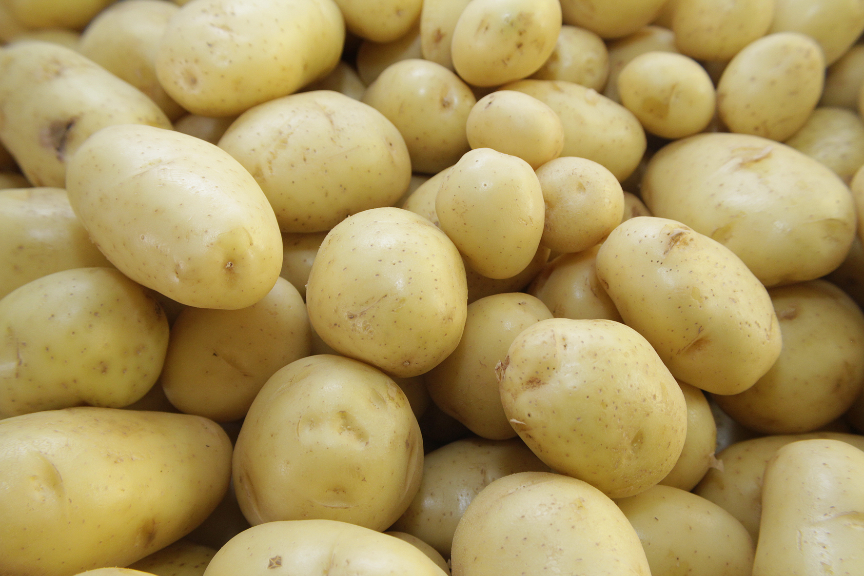 Produtores portugueses de batata já podem exportar para o Qatar