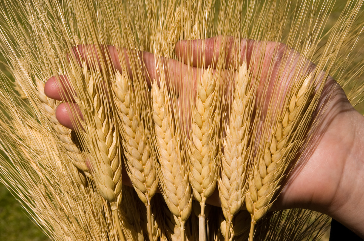 fertilizantes naturais, Conhea as variedades de trigo duro recomendadas pela ANPOC