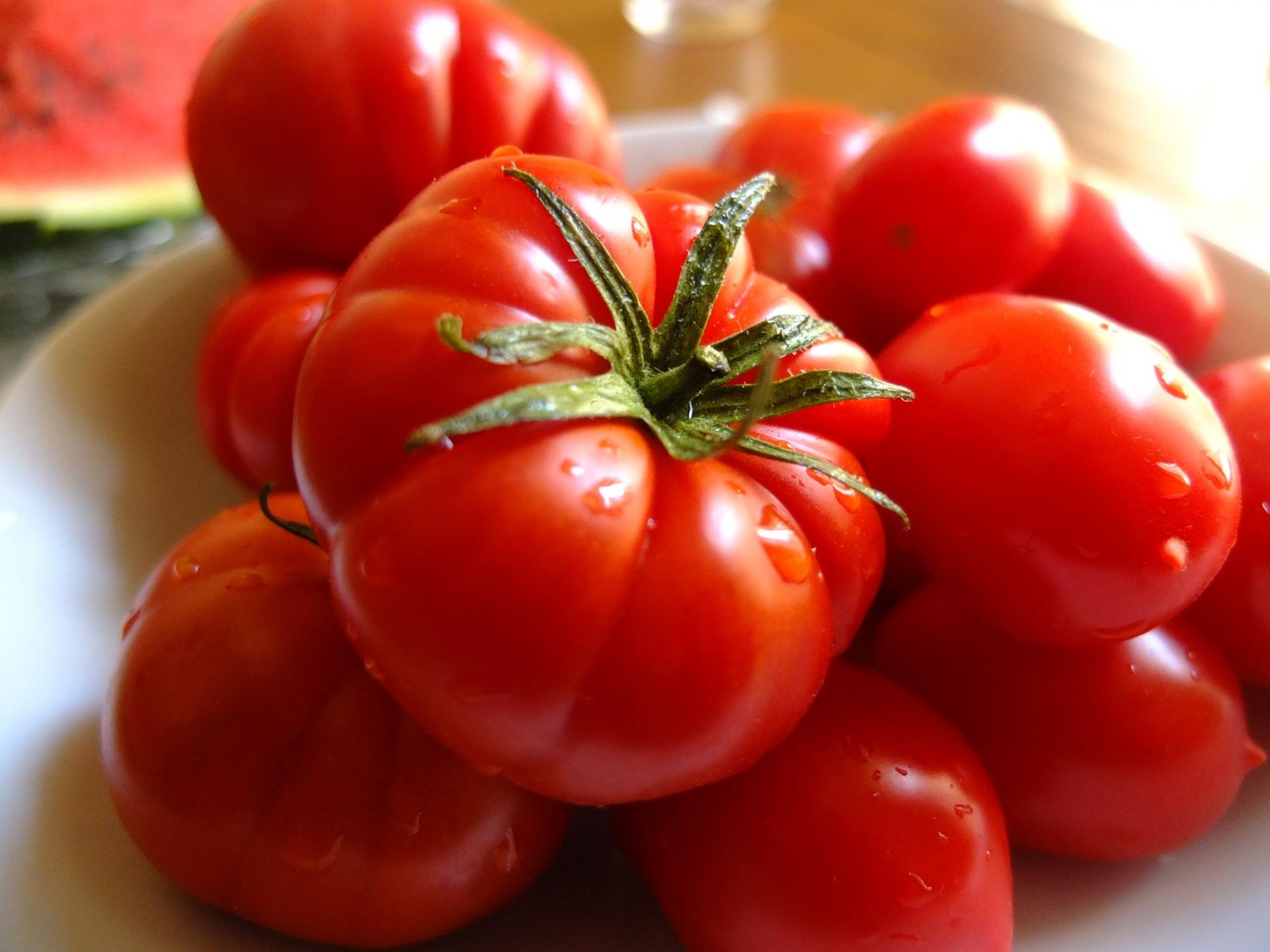 agricultura moderna, Boa campanha do tomate para a indústria