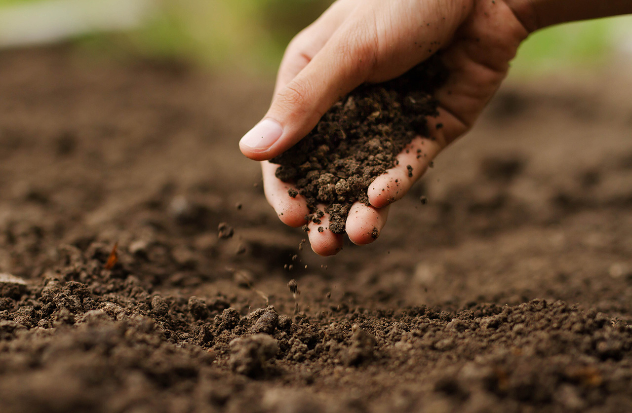 O fomento do Microbioma Benéfico do solo e plantas como forma de melhorar a sanidade das culturas e potenciar o seu rendimento